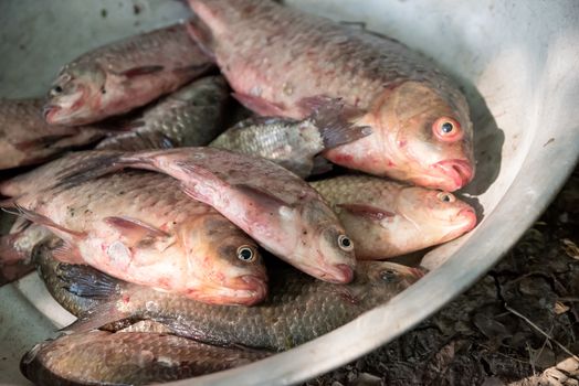 Closeup of Dead fish in basin, selective focus and shallow depth of field. Fish in the basin dead.