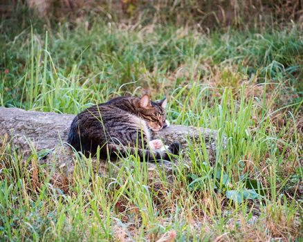 Cat is sleeping. So sweet nap cat.