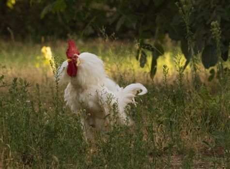 white rooster with big red comb - bristle feathers: shakes, or is going to crow. Selective focus image in candid light in golden hour. Beautiful poultry on blurred green background.