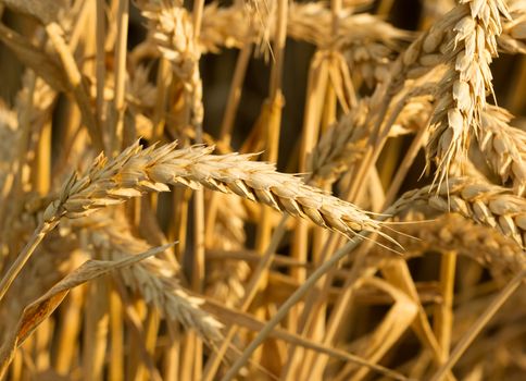 Golden ears of ripe wheat before harvest. Selective focus image in candid light in summer day