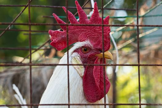 Portrait - head close-up - of a white rooster with big red comb in a metal cage. Selective focus image shot on a sunny summer day with candid lighting