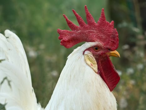 Portrait of a white rooster in profile. Proud and serious cock with big red comb on a blurred green background. Shot with selective focus in natural light on a summer day.