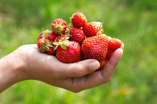 handful of freshly ripe strawberries in a female hand on a blurred green background. Image with selective focus in natural light on a summer day