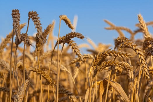 Golden ears of ripe wheat before harvesting on a background of blue sky. Agricultural landscape. Image with selective focus in natural lighting.