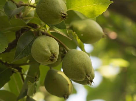 Green unripe pears and leaves on a tree in the orchard. Shot with selective focus in natural light