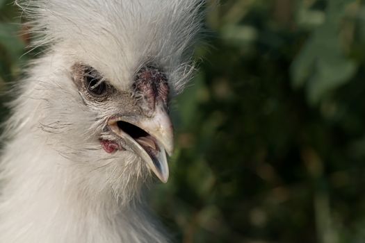 White fluffy chick - young rooster silkie chicken at the age of 3 months - opened its beak as if surprised. Selective focus close-up shot outside in natural light with copyspace.