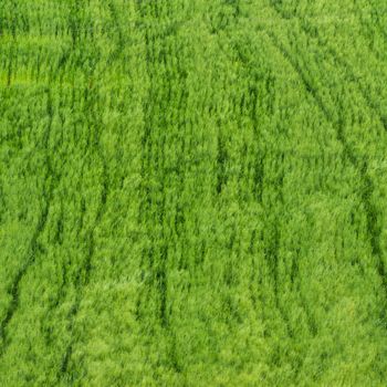 the green wheat field in spring time