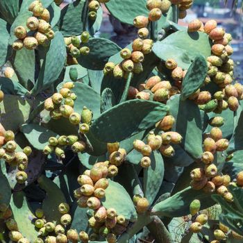 prickly pear cactus full of colorful fruits (Opuntia ficus -indica) .