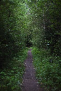 Narrow footpath in dark wild summer forest