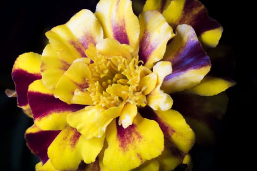 Yellow Tagetes Flower Close Up macro image.