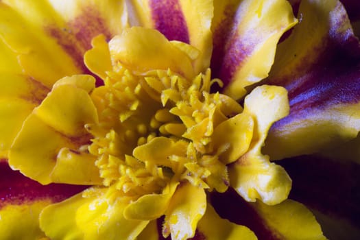 Yellow Tagetes Flower Close Up macro image.