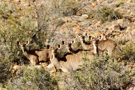 Female Kudu Family - The Karoo National Park, founded in 1979, is a wildlife reserve in the Great Karoo area of the Western Cape, South Africa near Beaufort West.