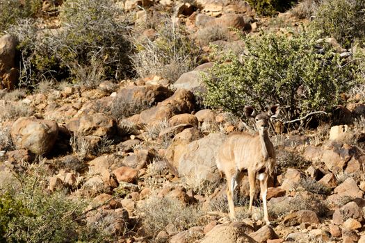 Female Kudu looking - The Karoo National Park, founded in 1979, is a wildlife reserve in the Great Karoo area of the Western Cape, South Africa near Beaufort West.