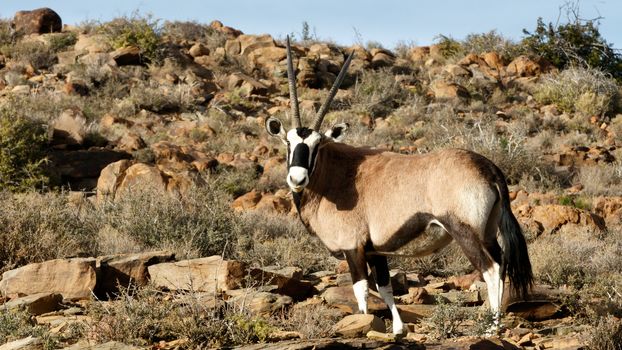 Gemsbok - The Karoo National Park, founded in 1979, is a wildlife reserve in the Great Karoo area of the Western Cape, South Africa near Beaufort West.