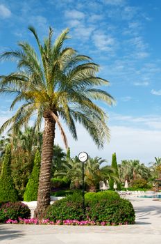 street clock and a palm tree in a beautiful park