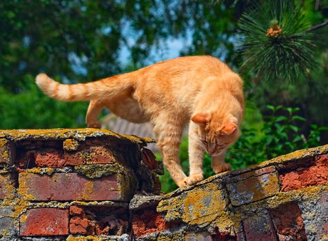 Red cat is going to jump off the old brick fence. Selective focus photo on a bright sunny day