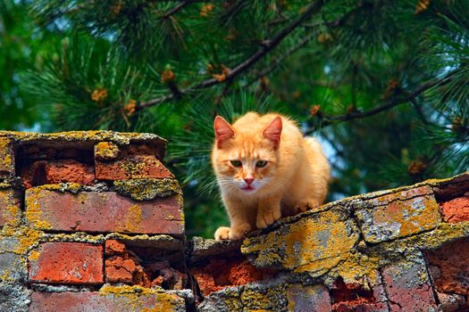 Red cat with green eyes sitting on an old brick fence on a blurred green background and gazes down. Selective focus photo in natural light on a summer sunny day