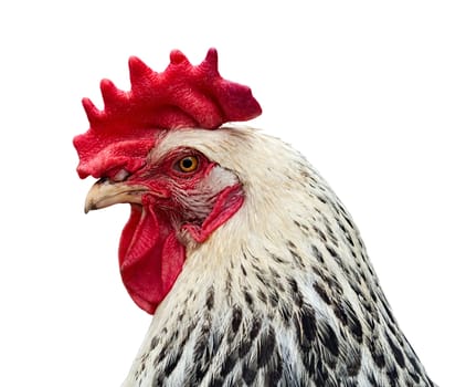 Chicken portrait in profile, isolated on white. The head of the chicken with a bright red leaf-shaped crest, orange eyes, white feathers on the head and black and white on the neck
