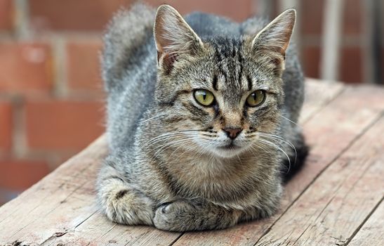 Single purebred gray striped cat lying on a wooden table. Portrait of a cat with selective focus.