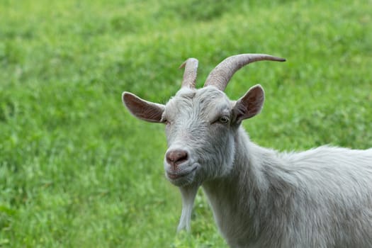 Single adult white horned goat on the green grass in summer day. Portrait of a goat - goat head - on blurred green background