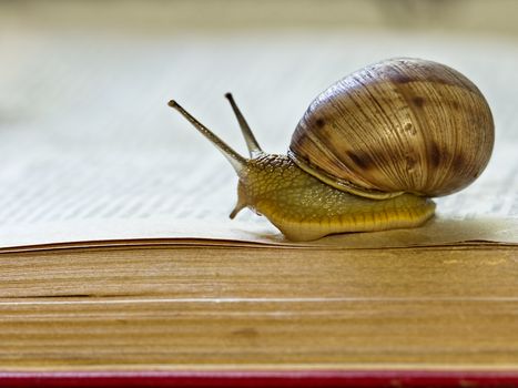 Big snail - Helix pomatia - slowly crawling on the open page of a book as if reading it. Close-up selective focus image