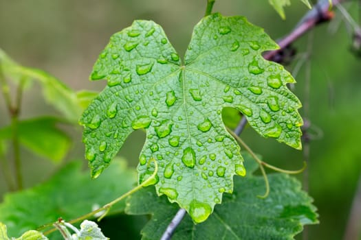 Grape leaf with water drops on a blurred green background. Close-up photo with selective focus. Green nature background