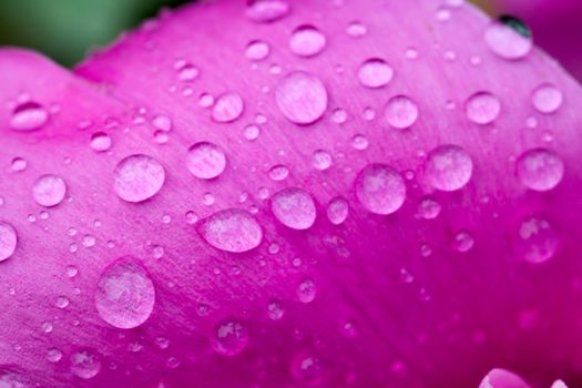 Abstract nature blurred background - water drops on peony petal. Selective focus macro photo of peony flower with rain drops.