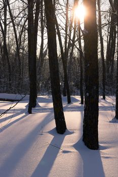 sun light through the trees, winter sunset