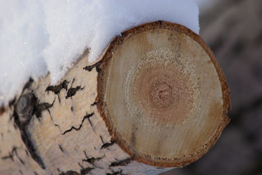 log covered with snow, cold winter day