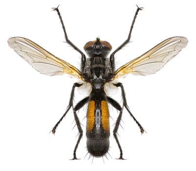 Tachinid Fly Cylindromyia on white Background  -  Cylindromyia auriceps (Meigen, 1838)