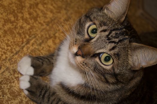 Cat portrait close up, only head crop, cat in light brown and cream looking with pleading stare at the viewer with space for advertising and text, cat head. Beautiful cat.