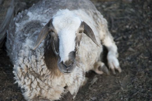 Sheep. Sheep in nature. Sheep on meadow. Sheep farming. Sheep farming outdoor.