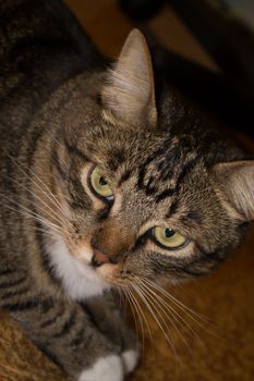 Cat portrait close up, only head crop, cat in light brown and cream looking with pleading stare at the viewer with space for advertising and text, cat head. Beautiful cat.