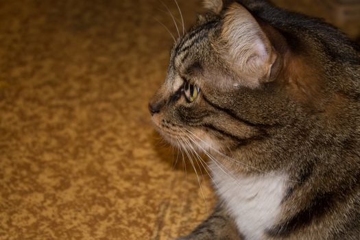 Cat portrait close up, only head crop, cat in light brown and cream looking with pleading stare at the viewer with space for advertising and text, cat head. Beautiful cat.