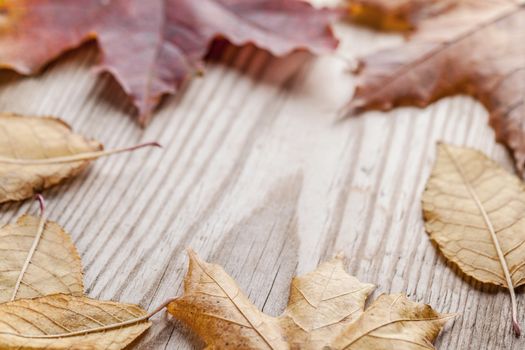 Beautiful fallen autumn leaves on wood background