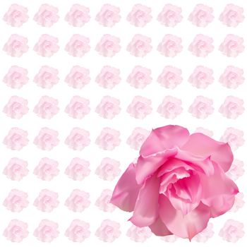 Pink desert rose flower isolated on white background