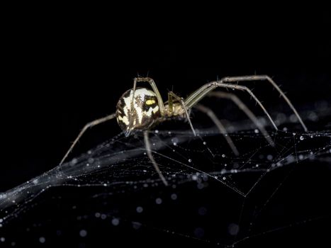 Spider on Cobweb with water droplets close up.