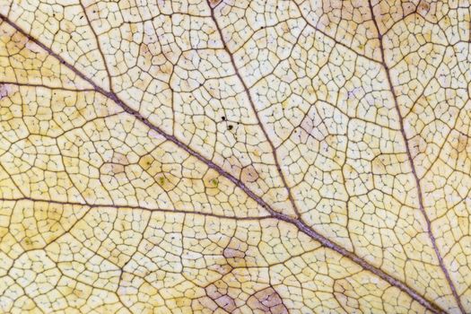 Yellow Birch Leaf Close Up macro image.
