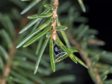Spruce Twig Close Up with water.