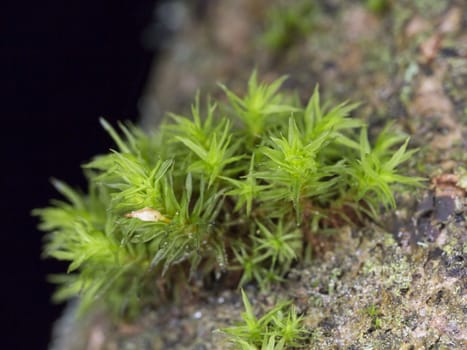Green Moss on Tree Stem close up.
