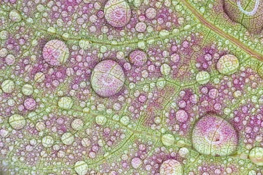 Leaf with Water Droplets Close Up.