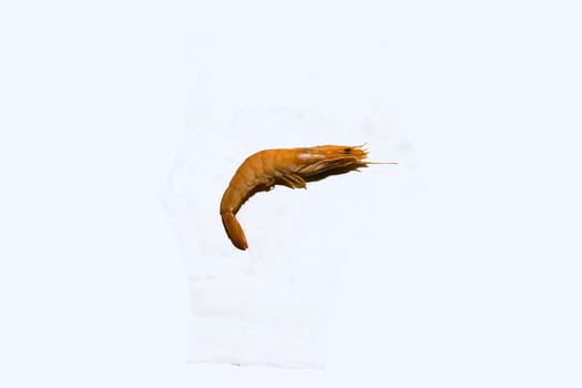An isolated raw shrimp in a white background