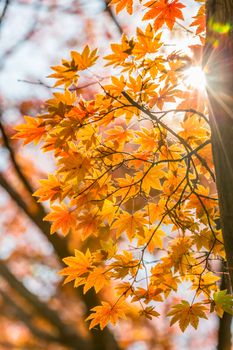 autumn leaves Yellow, orange and red in beautiful fall park.