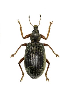 Broad-nosed Weevils on white Background  -  Polydrusus (Eudipnus) mollis (Stroem, 1768)