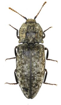 Mousegrey Click Beetle on white Background  -  Agrypnus murina (Linnaeus, 1758)