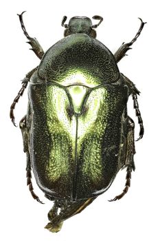 Flower Beetle Protaetia on white Background  -  Protaetia (Potosia) angustata (Germar, 1817)