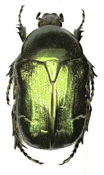 Rose Chafer on white Background  -  Cetonia aurata  (Linnaeus, 1761)