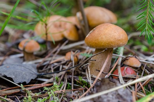 Mushrooms in the forest in early autumn, mushroom pickers collect