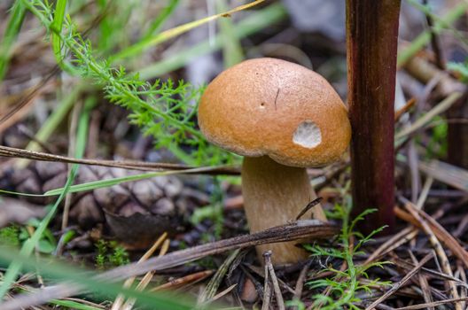 Mushrooms in the forest in early autumn, mushroom pickers collect