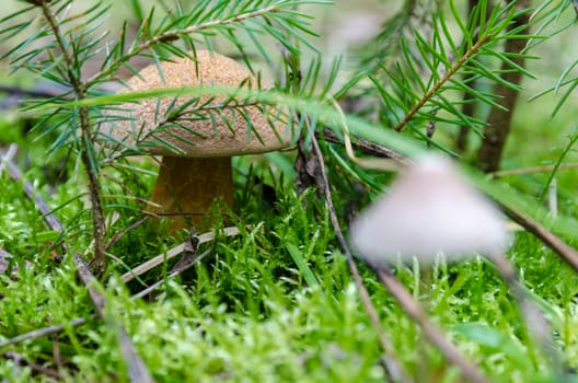 Mushrooms in the forest in early autumn, mushroom pickers collect